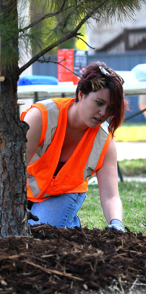 Cari McConnell spreads mulch at the base of a tree on Friday during Operation Clean Neighborhoods in Columbia.